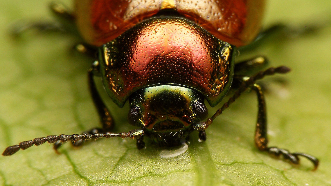 Chrysolina polita - Mugshot  Chrysolina,Chrysolina polita,Chrysomelidae,Chrysomelinae,Leaf beetle,Netherlands,nl: Moertje