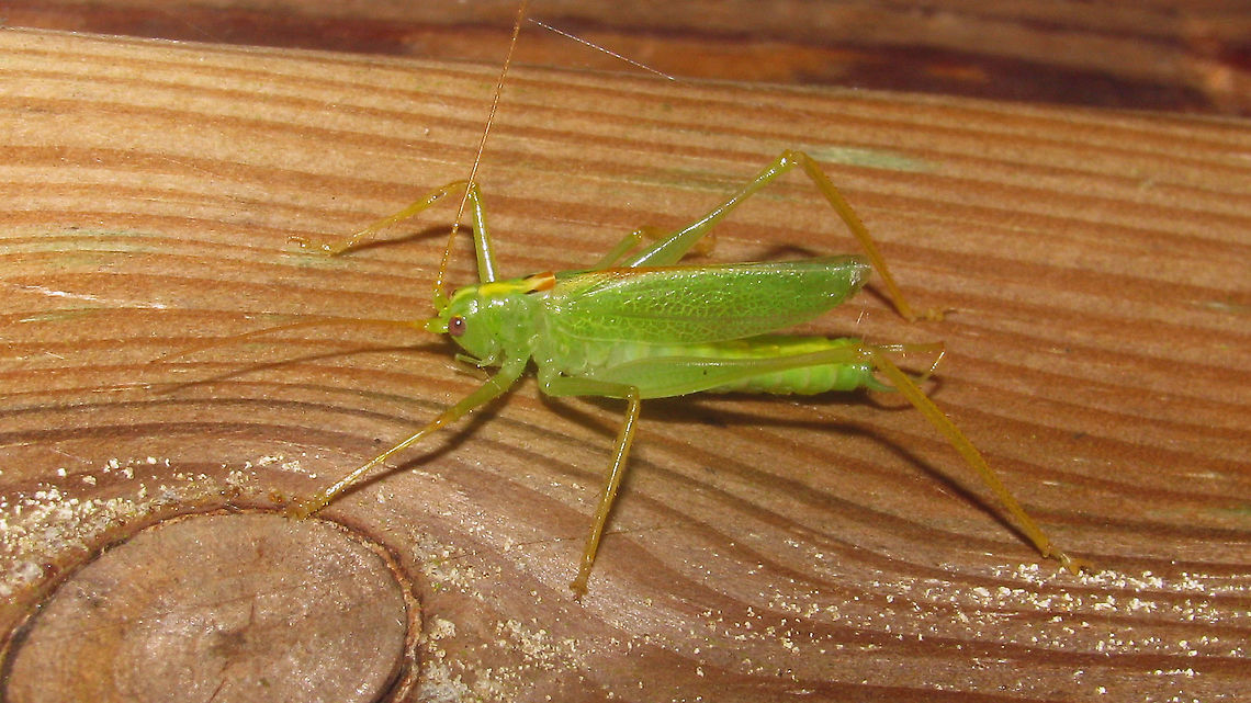 Meconema thalassinum - Male Older image (2009) of a male Meconema thalassinum. Stumbled on this today and decided to upload it despite low quality as I see this species less and less (it&#039;s being replaced by its southern European congener Meconema meridinonale). Drumming Katydid,Ensifera,Geotagged,Meconema,Meconema thalassinum,Meconematidae,Netherlands,Orthoptera,Tettigonioidea,nl: Boomsprinkhaan