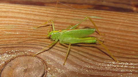 Meconema thalassinum - Male Older image (2009) of a male Meconema thalassinum. Stumbled on this today and decided to upload it despite low quality as I see this species less and less (it's being replaced by its southern European congener Meconema meridinonale). Drumming Katydid,Ensifera,Geotagged,Meconema,Meconema thalassinum,Meconematidae,Netherlands,Orthoptera,Tettigonioidea,nl: Boomsprinkhaan