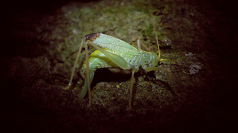 Meconema thalassinum  - Oviposition Older image (2008) of a female Meconema thalassinum ovipositioning at night. Stumbled on this today and decided to upload it despite low quality as I see this species less and less (it's being replaced by its southern European congener Meconema meridionale). Drumming Katydid,Ensifera,Geotagged,Meconema,Meconema thalassinum,Meconematidae,Netherlands,Orthoptera,Tettigonioidea,nl: Boomsprinkhaan,oviposition