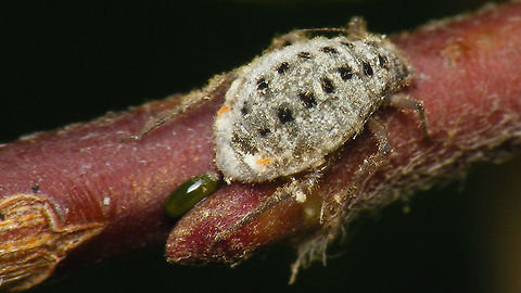 Plocamaphis flocculosa - Fresh egg Still paler, very fresh egg off Plocamaphis flocculosa Aphididae,Aphidoidea,Eggs,Geotagged,Macrosiphini,Netherlands,Plocamaphis,Plocamaphis flocculosa,Sternorrhyncha,Waxy willow aphid,oviposition