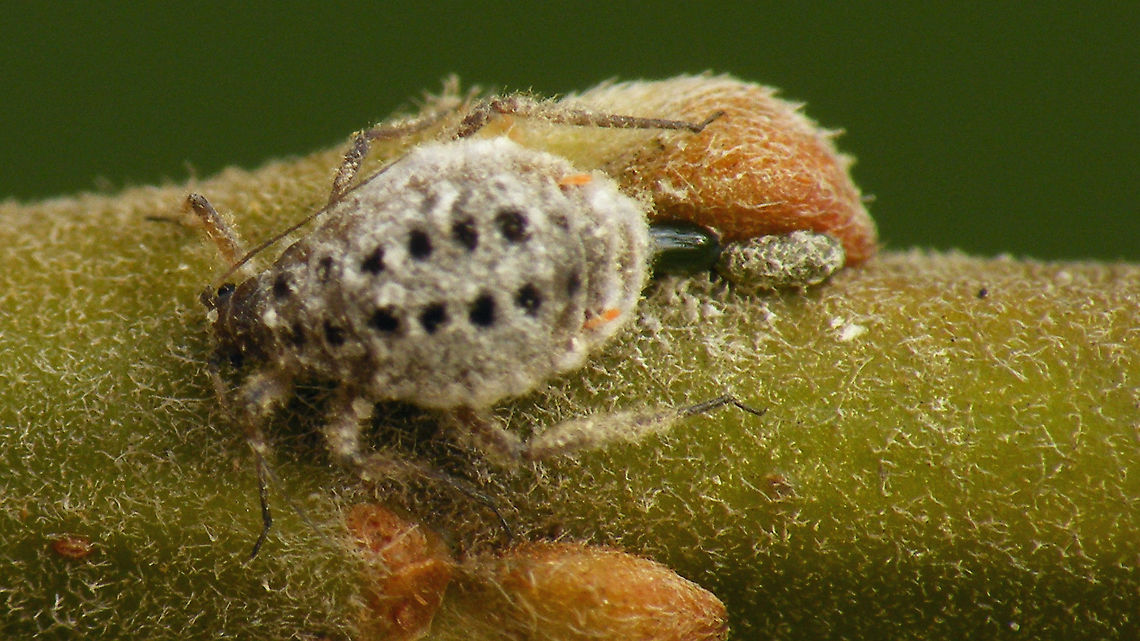 Plocamaphis flocculosa - Two eggs Aphid out of focus, but this image nicely shows how the fresher egg is still &quot;naked&quot; and the older egg behind it is covered with wax/debris. My theory so far is that the female aphid rubs off some wax on the egg after ovipositioning it, but I didn&#039;t actually observe this happening yet. Aphididae,Aphidoidea,Eggs,Geotagged,Macrosiphini,Netherlands,Plocamaphis,Plocamaphis flocculosa,Sternorrhyncha,Waxy willow aphid,oviposition