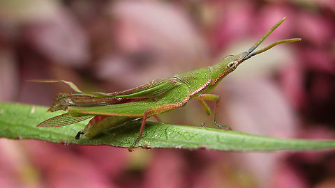 Atractomorpha cf. rhodoptera?!? - Wings damaged Series of Pyrgomorphid grasshoppers, all from the same location (park near zoo in Surabaya, Java).
Tentatively named Atractomorpha cf. rhodoptera by self, but frankly not sure at all ...
Other images from same location:
https://www.jungledragon.com/image/104443/atractomorpha_cf._rhodoptera_-_hind_leg_missing.html
https://www.jungledragon.com/image/104442/atractomorpha_cf._rhodoptera_-_nymph.html
https://www.jungledragon.com/image/104444/atractomorpha_cf._rhodoptera_-_brown.html Acridoidea,Atractomorpha,Atractomorpha rhodoptera,Caelifera,Geotagged,Indonesia,Java,Orthoptera,Pyrgomorphidae