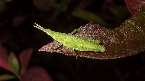 Atractomorpha cf. rhodoptera?!? - Nymph Series of Pyrgomorphid grasshoppers, all from the same location (park near zoo in Surabaya, Java).
Tentatively named Atractomorpha cf. rhodoptera by self, but frankly not sure at all ...
Other images from same location:
https://www.jungledragon.com/image/104443/atractomorpha_cf._rhodoptera_-_hind_leg_missing.html
https://www.jungledragon.com/image/104441/atractomorpha_cf._rhodoptera_-_wings_damaged.html
https://www.jungledragon.com/image/104444/atractomorpha_cf._rhodoptera_-_brown.html Acridoidea,Atractomorpha,Atractomorpha rhodoptera,Caelifera,Geotagged,Indonesia,Java,Nymph,Orthoptera,Pyrgomorphidae
