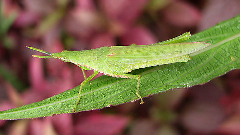 Atractomorpha cf. rhodoptera?!? - Hind leg missing Series of Pyrgomorphid grasshoppers, all from the same location (park near zoo in Surabaya, Java).
Tentatively named Atractomorpha cf. rhodoptera by self, but frankly not sure at all ...
Other images from same location:
https://www.jungledragon.com/image/104441/atractomorpha_cf._rhodoptera_-_wings_damaged.html
https://www.jungledragon.com/image/104442/atractomorpha_cf._rhodoptera_-_nymph.html
https://www.jungledragon.com/image/104444/atractomorpha_cf._rhodoptera_-_brown.html Acridoidea,Atractomorpha,Atractomorpha rhodoptera,Caelifera,Geotagged,Indonesia,Java,Orthoptera,Pyrgomorphidae