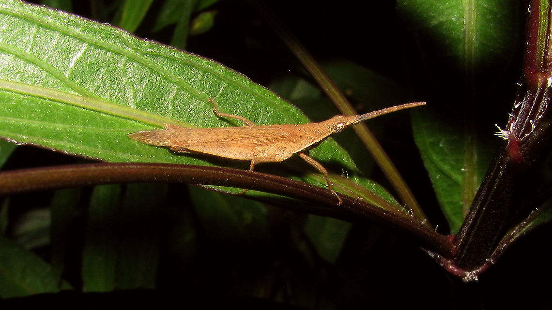 Atractomorpha cf. rhodoptera?!? - Brown Series of Pyrgomorphid grasshoppers, all from the same location (park near zoo in Surabaya, Java).<br />
Tentatively named Atractomorpha cf. rhodoptera by self, but frankly not sure at all ...<br />
Other images from same location:<br />
<figure class="photo"><a href="https://www.jungledragon.com/image/104443/atractomorpha_cf._rhodoptera_-_hind_leg_missing.html" title="Atractomorpha cf. rhodoptera?!? - Hind leg missing"><img src="https://s3.amazonaws.com/media.jungledragon.com/images/3043/104443_thumb.jpg?AWSAccessKeyId=05GMT0V3GWVNE7GGM1R2&Expires=1759968010&Signature=3IILB4wfsXhIe5k6hIN11ZC7vFY%3D" width="200" height="114" alt="Atractomorpha cf. rhodoptera?!? - Hind leg missing Series of Pyrgomorphid grasshoppers, all from the same location (park near zoo in Surabaya, Java).<br />
Tentatively named Atractomorpha cf. rhodoptera by self, but frankly not sure at all ...<br />
Other images from same location:<br />
https://www.jungledragon.com/image/104441/atractomorpha_cf._rhodoptera_-_wings_damaged.html<br />
https://www.jungledragon.com/image/104442/atractomorpha_cf._rhodoptera_-_nymph.html<br />
https://www.jungledragon.com/image/104444/atractomorpha_cf._rhodoptera_-_brown.html Acridoidea,Atractomorpha,Atractomorpha rhodoptera,Caelifera,Geotagged,Indonesia,Java,Orthoptera,Pyrgomorphidae" /></a></figure><br />
<figure class="photo"><a href="https://www.jungledragon.com/image/104441/atractomorpha_cf._rhodoptera_-_wings_damaged.html" title="Atractomorpha cf. rhodoptera?!? - Wings damaged"><img src="https://s3.amazonaws.com/media.jungledragon.com/images/3043/104441_thumb.jpg?AWSAccessKeyId=05GMT0V3GWVNE7GGM1R2&Expires=1759968010&Signature=DEurpWWnH2CmGR5jKQPc9NhsMsE%3D" width="200" height="114" alt="Atractomorpha cf. rhodoptera?!? - Wings damaged Series of Pyrgomorphid grasshoppers, all from the same location (park near zoo in Surabaya, Java).<br />
Tentatively named Atractomorpha cf. rhodoptera by self, but frankly not sure at all ...<br />
Other images from same location:<br />
https://www.jungledragon.com/image/104443/atractomorpha_cf._rhodoptera_-_hind_leg_missing.html<br />
https://www.jungledragon.com/image/104442/atractomorpha_cf._rhodoptera_-_nymph.html<br />
https://www.jungledragon.com/image/104444/atractomorpha_cf._rhodoptera_-_brown.html Acridoidea,Atractomorpha,Atractomorpha rhodoptera,Caelifera,Geotagged,Indonesia,Java,Orthoptera,Pyrgomorphidae" /></a></figure><br />
<figure class="photo"><a href="https://www.jungledragon.com/image/104442/atractomorpha_cf._rhodoptera_-_nymph.html" title="Atractomorpha cf. rhodoptera?!? - Nymph"><img src="https://s3.amazonaws.com/media.jungledragon.com/images/3043/104442_thumb.jpg?AWSAccessKeyId=05GMT0V3GWVNE7GGM1R2&Expires=1759968010&Signature=4nqNsUbeh2ZtrdqPKwS5UzTNd6g%3D" width="200" height="114" alt="Atractomorpha cf. rhodoptera?!? - Nymph Series of Pyrgomorphid grasshoppers, all from the same location (park near zoo in Surabaya, Java).<br />
Tentatively named Atractomorpha cf. rhodoptera by self, but frankly not sure at all ...<br />
Other images from same location:<br />
https://www.jungledragon.com/image/104443/atractomorpha_cf._rhodoptera_-_hind_leg_missing.html<br />
https://www.jungledragon.com/image/104441/atractomorpha_cf._rhodoptera_-_wings_damaged.html<br />
https://www.jungledragon.com/image/104444/atractomorpha_cf._rhodoptera_-_brown.html Acridoidea,Atractomorpha,Atractomorpha rhodoptera,Caelifera,Geotagged,Indonesia,Java,Nymph,Orthoptera,Pyrgomorphidae" /></a></figure> Acridoidea,Atractomorpha,Atractomorpha rhodoptera,Caelifera,Geotagged,Indonesia,Java,Orthoptera,Pyrgomorphidae