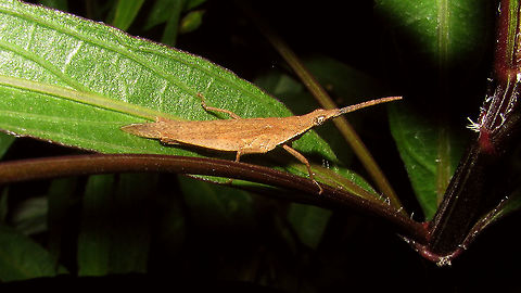 Atractomorpha cf. rhodoptera?!? - Brown Series of Pyrgomorphid grasshoppers, all from the same location (park near zoo in Surabaya, Java).
Tentatively named Atractomorpha cf. rhodoptera by self, but frankly not sure at all ...
Other images from same location:
https://www.jungledragon.com/image/104443/atractomorpha_cf._rhodoptera_-_hind_leg_missing.html
https://www.jungledragon.com/image/104441/atractomorpha_cf._rhodoptera_-_wings_damaged.html
https://www.jungledragon.com/image/104442/atractomorpha_cf._rhodoptera_-_nymph.html Acridoidea,Atractomorpha,Atractomorpha rhodoptera,Caelifera,Geotagged,Indonesia,Java,Orthoptera,Pyrgomorphidae