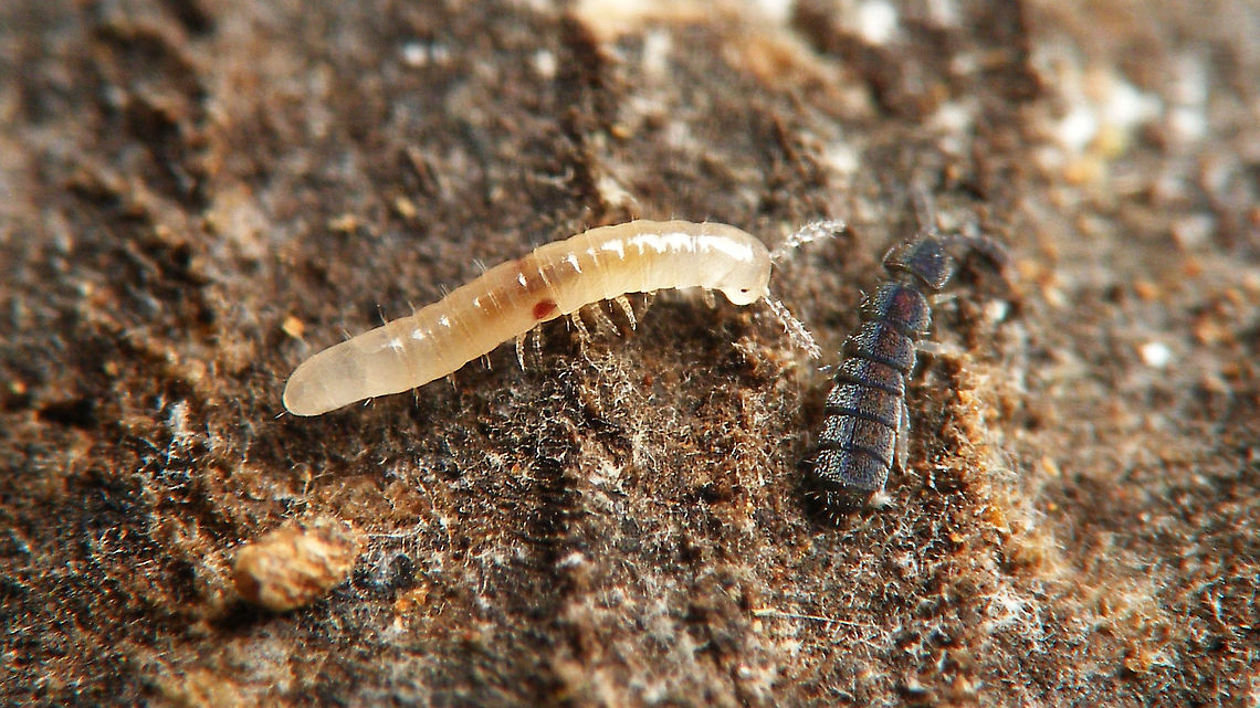 Proteroiulus fuscus - Baby Very young (1st stadium?) juvenile of Proteroiulus fuscus, together with a spring tail in the genus Vertagopus (probably Vertagopus arboreus?) Blaniulidae,Chilognatha,Diplopoda,Jane's garden,Julida,Juliformia,Proteroiulus,Proteroiulus fuscus,Vertagopus arboreus,juvenile,nl: Bruinstipje
