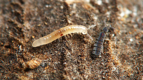 Proteroiulus fuscus - Baby Very young (1st stadium?) juvenile of Proteroiulus fuscus, together with a spring tail in the genus Vertagopus (probably Vertagopus arboreus?) Blaniulidae,Chilognatha,Diplopoda,Jane's garden,Julida,Juliformia,Proteroiulus,Proteroiulus fuscus,Vertagopus arboreus,juvenile,nl: Bruinstipje