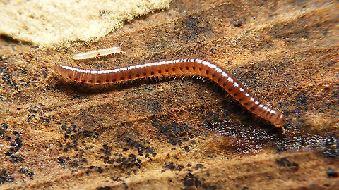 Proteroiulus fuscus - Adult and juvenile Close-up of juvenile here:
https://www.jungledragon.com/image/104733/proteroiulus_fuscus_-_baby.html Blaniulidae,Chilognatha,Diplopoda,Jane's garden,Julida,Juliformia,Proteroiulus,Proteroiulus fuscus,juvenile,nl: Bruinstipje