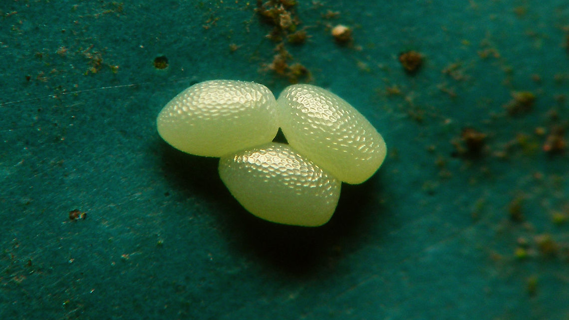 Operophtera brumata - Eggs on trailer cover For more info, see with this image:<br />
<figure class="photo"><a href="https://www.jungledragon.com/image/104743/operophtera_brumata_-_female_with_egg.html" title="Operophtera brumata - Female with egg"><img src="https://s3.amazonaws.com/media.jungledragon.com/images/3043/104743_thumb.jpg?AWSAccessKeyId=05GMT0V3GWVNE7GGM1R2&Expires=1769040010&Signature=fpEe1ObUjlfIL7wda6qcaYbGXxY%3D" width="200" height="114" alt="Operophtera brumata - Female with egg This lady was sitting on my trailer and had spread some fresh eggs around on the cover. As I suspect this to be a "sub-optimal" habitat for the eggs or caterpillars once they hatch, I decided to take the eggs down and put them on some bark for the time being. Will shoot some more images in a few days and then put them on a tree.<br />
More images of this series:<br />
https://www.jungledragon.com/image/104740/operophtera_brumata_-_eggs_on_trailer_cover.html<br />
https://www.jungledragon.com/image/104744/operophtera_brumata_-_ovae_on_bark.html<br />
https://www.jungledragon.com/image/104741/operophtera_brumata_-_eggs.html<br />
 Eggs,Geometridae,Jane's garden,Larentiinae,Lepidoptera,Operophtera,Operophtera brumata,Operophterini,Ovae,Winter moth,nl: Kleine wintervlinder" /></a></figure> Eggs,Geometridae,Jane's garden,Larentiinae,Lepidoptera,Operophtera,Operophtera brumata,Operophterini,Ovae,Winter moth,nl: Kleine wintervlinder