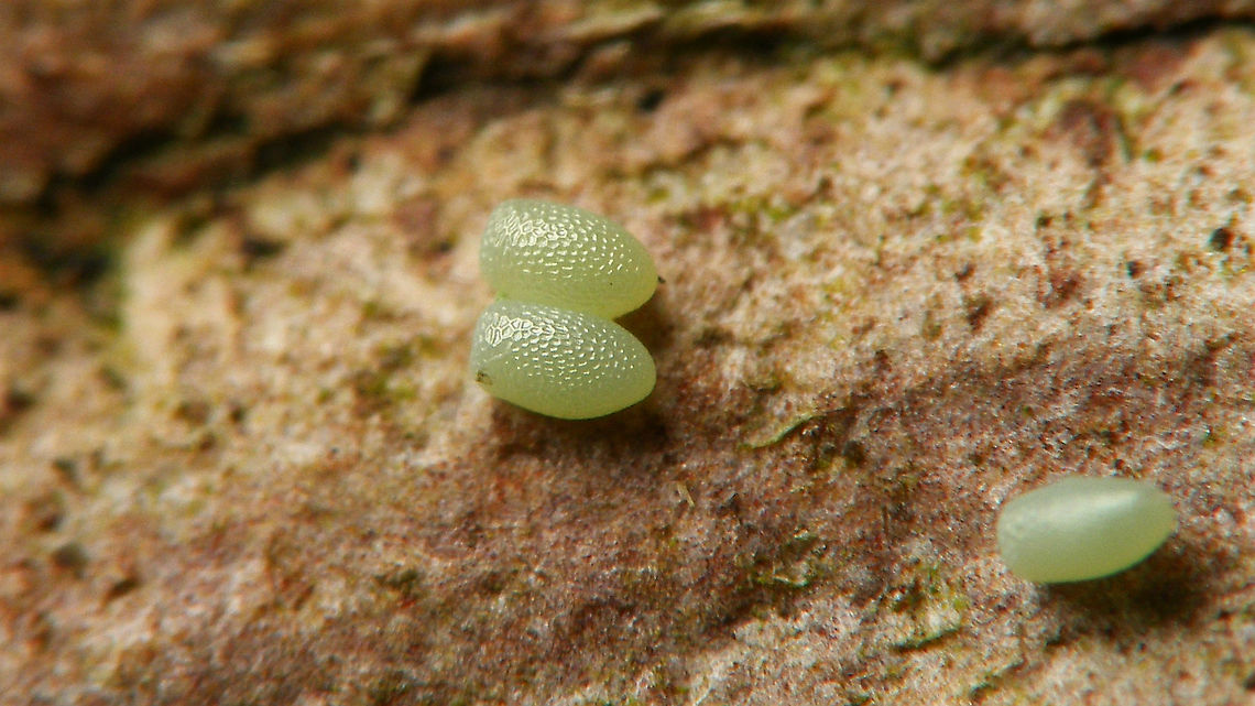Operophtera brumata - Eggs I quite like the conspicuous shape of these eggs, with the one "blunt" side :o)<br />
For more info, see with this image:<br />
<figure class="photo"><a href="https://www.jungledragon.com/image/104743/operophtera_brumata_-_female_with_egg.html" title="Operophtera brumata - Female with egg"><img src="https://s3.amazonaws.com/media.jungledragon.com/images/3043/104743_thumb.jpg?AWSAccessKeyId=05GMT0V3GWVNE7GGM1R2&Expires=1769040010&Signature=fpEe1ObUjlfIL7wda6qcaYbGXxY%3D" width="200" height="114" alt="Operophtera brumata - Female with egg This lady was sitting on my trailer and had spread some fresh eggs around on the cover. As I suspect this to be a "sub-optimal" habitat for the eggs or caterpillars once they hatch, I decided to take the eggs down and put them on some bark for the time being. Will shoot some more images in a few days and then put them on a tree.<br />
More images of this series:<br />
https://www.jungledragon.com/image/104740/operophtera_brumata_-_eggs_on_trailer_cover.html<br />
https://www.jungledragon.com/image/104744/operophtera_brumata_-_ovae_on_bark.html<br />
https://www.jungledragon.com/image/104741/operophtera_brumata_-_eggs.html<br />
 Eggs,Geometridae,Jane's garden,Larentiinae,Lepidoptera,Operophtera,Operophtera brumata,Operophterini,Ovae,Winter moth,nl: Kleine wintervlinder" /></a></figure> Eggs,Geometridae,Jane's garden,Larentiinae,Lepidoptera,Operophtera,Operophtera brumata,Operophterini,Ovae,Winter moth,nl: Kleine wintervlinder