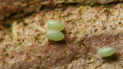 Operophtera brumata - Eggs I quite like the conspicuous shape of these eggs, with the one "blunt" side :o)
For more info, see with this image:
https://www.jungledragon.com/image/104743/operophtera_brumata_-_female_with_egg.html Eggs,Geometridae,Jane's garden,Larentiinae,Lepidoptera,Operophtera,Operophtera brumata,Operophterini,Ovae,Winter moth,nl: Kleine wintervlinder