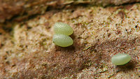 Operophtera brumata - Eggs I quite like the conspicuous shape of these eggs, with the one "blunt" side :o)<br />
For more info, see with this image:<br />
https://www.jungledragon.com/image/104743/operophtera_brumata_-_female_with_egg.html Eggs,Geometridae,Jane's garden,Larentiinae,Lepidoptera,Operophtera,Operophtera brumata,Operophterini,Ovae,Winter moth,nl: Kleine wintervlinder
