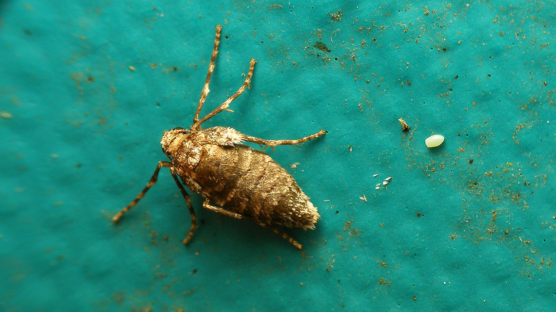 Operophtera brumata - Female with egg This lady was sitting on my trailer and had spread some fresh eggs around on the cover. As I suspect this to be a &quot;sub-optimal&quot; habitat for the eggs or caterpillars once they hatch, I decided to take the eggs down and put them on some bark for the time being. Will shoot some more images in a few days and then put them on a tree.<br />
More images of this series:<br />
<figure class="photo"><a href="https://www.jungledragon.com/image/104740/operophtera_brumata_-_eggs_on_trailer_cover.html" title="Operophtera brumata - Eggs on trailer cover"><img src="https://s3.amazonaws.com/media.jungledragon.com/images/3043/104740_thumb.jpg?AWSAccessKeyId=05GMT0V3GWVNE7GGM1R2&Expires=1759968010&Signature=rJp%2BNPC1Kd31fqOOGDU4V%2FI4MDg%3D" width="200" height="114" alt="Operophtera brumata - Eggs on trailer cover For more info, see with this image:<br />
https://www.jungledragon.com/image/104743/operophtera_brumata_-_female_with_egg.html Eggs,Geometridae,Jane&#039;s garden,Larentiinae,Lepidoptera,Operophtera,Operophtera brumata,Operophterini,Ovae,Winter moth,nl: Kleine wintervlinder" /></a></figure><br />
<figure class="photo"><a href="https://www.jungledragon.com/image/104744/operophtera_brumata_-_ovae_on_bark.html" title="Operophtera brumata - Ovae on bark"><img src="https://s3.amazonaws.com/media.jungledragon.com/images/3043/104744_thumb.jpg?AWSAccessKeyId=05GMT0V3GWVNE7GGM1R2&Expires=1759968010&Signature=sBBSk9Z4CrwT2hc1nbNCtoIPdvY%3D" width="200" height="114" alt="Operophtera brumata - Ovae on bark For more info, see with this image:<br />
https://www.jungledragon.com/image/104743/operophtera_brumata_-_female_with_egg.html Eggs,Geometridae,Jane&#039;s garden,Larentiinae,Lepidoptera,Operophtera,Operophtera brumata,Operophterini,Ovae,Winter moth,nl: Kleine wintervlinder" /></a></figure><br />
<figure class="photo"><a href="https://www.jungledragon.com/image/104741/operophtera_brumata_-_eggs.html" title="Operophtera brumata - Eggs"><img src="https://s3.amazonaws.com/media.jungledragon.com/images/3043/104741_thumb.jpg?AWSAccessKeyId=05GMT0V3GWVNE7GGM1R2&Expires=1759968010&Signature=ankV2ZamruL4VdzhHsbKo5QfVQM%3D" width="200" height="114" alt="Operophtera brumata - Eggs I quite like the conspicuous shape of these eggs, with the one &quot;blunt&quot; side :o)<br />
For more info, see with this image:<br />
https://www.jungledragon.com/image/104743/operophtera_brumata_-_female_with_egg.html Eggs,Geometridae,Jane&#039;s garden,Larentiinae,Lepidoptera,Operophtera,Operophtera brumata,Operophterini,Ovae,Winter moth,nl: Kleine wintervlinder" /></a></figure><br />
 Eggs,Geometridae,Jane's garden,Larentiinae,Lepidoptera,Operophtera,Operophtera brumata,Operophterini,Ovae,Winter moth,nl: Kleine wintervlinder