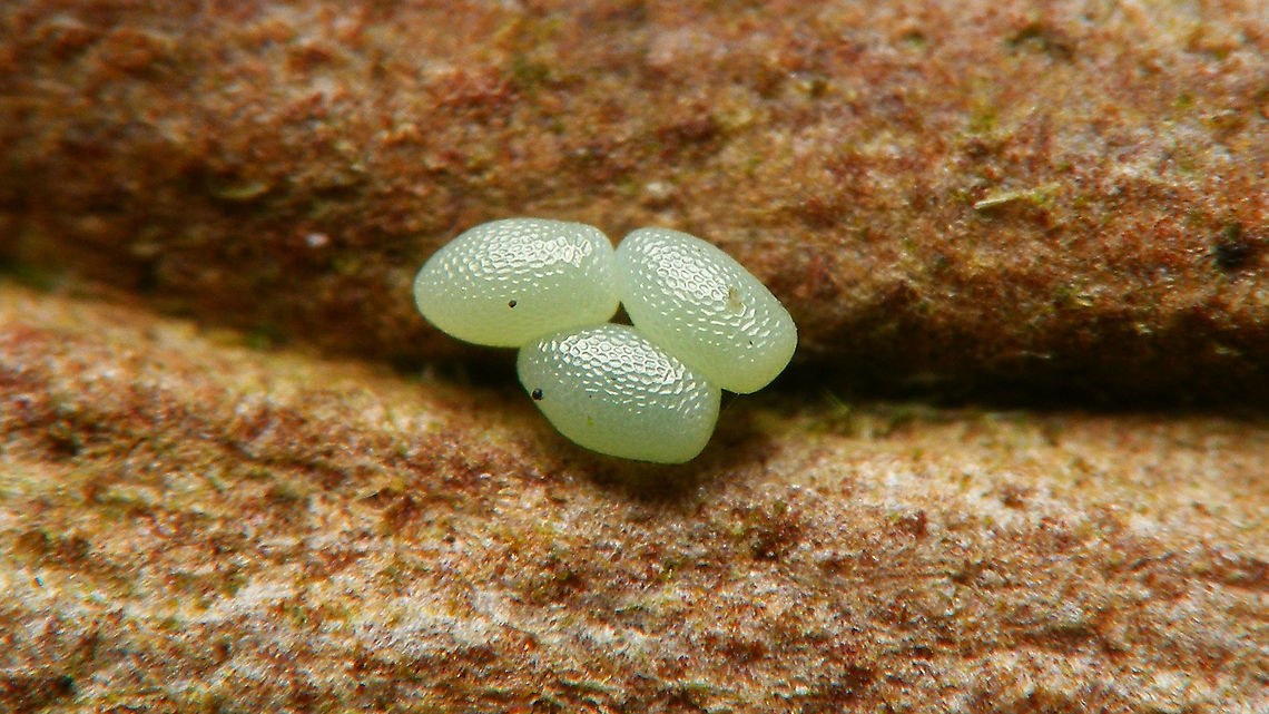 Operophtera brumata - Ovae on bark For more info, see with this image:<br />
<figure class="photo"><a href="https://www.jungledragon.com/image/104743/operophtera_brumata_-_female_with_egg.html" title="Operophtera brumata - Female with egg"><img src="https://s3.amazonaws.com/media.jungledragon.com/images/3043/104743_thumb.jpg?AWSAccessKeyId=05GMT0V3GWVNE7GGM1R2&Expires=1759968010&Signature=9rz%2BIQfmD%2FVIvZ185WvhL6Dzimw%3D" width="200" height="114" alt="Operophtera brumata - Female with egg This lady was sitting on my trailer and had spread some fresh eggs around on the cover. As I suspect this to be a &quot;sub-optimal&quot; habitat for the eggs or caterpillars once they hatch, I decided to take the eggs down and put them on some bark for the time being. Will shoot some more images in a few days and then put them on a tree.<br />
More images of this series:<br />
https://www.jungledragon.com/image/104740/operophtera_brumata_-_eggs_on_trailer_cover.html<br />
https://www.jungledragon.com/image/104744/operophtera_brumata_-_ovae_on_bark.html<br />
https://www.jungledragon.com/image/104741/operophtera_brumata_-_eggs.html<br />
 Eggs,Geometridae,Jane&#039;s garden,Larentiinae,Lepidoptera,Operophtera,Operophtera brumata,Operophterini,Ovae,Winter moth,nl: Kleine wintervlinder" /></a></figure> Eggs,Geometridae,Jane's garden,Larentiinae,Lepidoptera,Operophtera,Operophtera brumata,Operophterini,Ovae,Winter moth,nl: Kleine wintervlinder