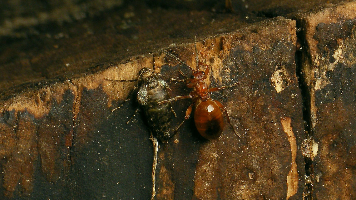 Two ladies A fleeting moment. The female Winter moth was sitting on a stump and the Biorhiza female was running around on that same stump - probably lost a bit, as she must have been expecting to be climbing a complete tree ... one short instant, in passing, it seems like a sisterly embrace ;o)<br />
Some 15 minutes later, the Winter moth had another visitor:<br />
<figure class="photo"><a href="https://www.jungledragon.com/image/104746/operophtera_brumata_-_copula_covered.html" title="Operophtera brumata - Copula (covered)"><img src="https://s3.amazonaws.com/media.jungledragon.com/images/3043/104746_thumb.jpg?AWSAccessKeyId=05GMT0V3GWVNE7GGM1R2&Expires=1759968010&Signature=%2Fv8Dp0Pitw273aQX%2Fby3APK3y6A%3D" width="200" height="114" alt="Operophtera brumata - Copula (covered) The same female Winter moth from the image below had found her match some 15 minutes later ...<br />
https://www.jungledragon.com/image/104745/two_ladies.html  Copulation,Geometridae,Jane&#039;s garden,Larentiinae,Lepidoptera,Operophtera,Operophtera brumata,Operophterini,Winter moth,nl: Kleine wintervlinder" /></a></figure> Biorhiza,Biorhiza pallida,Cynipidae,Geometridae,Jane's garden,Operophtera,Operophtera brumata,Winter moth,nl: Aardappelgalwesp,nl: Kleine wintervlinder