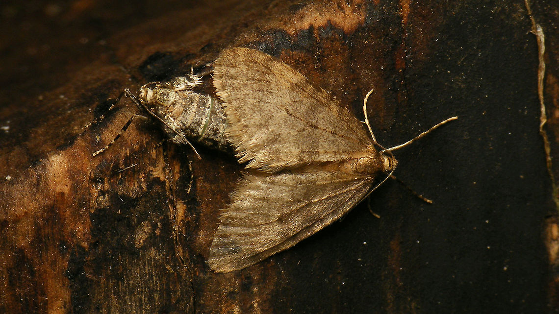 Operophtera brumata - Copula (covered) The same female Winter moth from the image below had found her match some 15 minutes later ...<br />
<figure class="photo"><a href="https://www.jungledragon.com/image/104745/two_ladies.html" title="Two ladies"><img src="https://s3.amazonaws.com/media.jungledragon.com/images/3043/104745_thumb.jpg?AWSAccessKeyId=05GMT0V3GWVNE7GGM1R2&Expires=1769040010&Signature=A%2BEzxYwPO%2F04bEYieb%2F5QQtSxuI%3D" width="200" height="114" alt="Two ladies A fleeting moment. The female Winter moth was sitting on a stump and the Biorhiza female was running around on that same stump - probably lost a bit, as she must have been expecting to be climbing a complete tree ... one short instant, in passing, it seems like a sisterly embrace ;o)<br />
Some 15 minutes later, the Winter moth had another visitor:<br />
https://www.jungledragon.com/image/104746/operophtera_brumata_-_copula_covered.html Biorhiza,Biorhiza pallida,Cynipidae,Geometridae,Jane's garden,Operophtera,Operophtera brumata,Winter moth,nl: Aardappelgalwesp,nl: Kleine wintervlinder" /></a></figure>  Copulation,Geometridae,Jane's garden,Larentiinae,Lepidoptera,Operophtera,Operophtera brumata,Operophterini,Winter moth,nl: Kleine wintervlinder