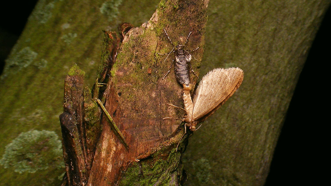 Operophtera brumata - Copula (open) Closer view (rotated) here:<br />
<figure class="photo"><a href="https://www.jungledragon.com/image/104748/operophtera_brumata_-_copula.html" title="Operophtera brumata - Copula"><img src="https://s3.amazonaws.com/media.jungledragon.com/images/3043/104748_thumb.jpg?AWSAccessKeyId=05GMT0V3GWVNE7GGM1R2&Expires=1769040010&Signature=aYxyBlcc3tYmmx1jIGt5UhBdZpA%3D" width="200" height="114" alt="Operophtera brumata - Copula Close-up of this copula:<br />
https://www.jungledragon.com/image/104747/operophtera_brumata_-_copula_open.html<br />
 Copulation,Geometridae,Jane's garden,Larentiinae,Lepidoptera,Operophtera,Operophtera brumata,Operophterini,Winter moth,nl: Kleine wintervlinder" /></a></figure> Copulation,Geometridae,Jane's garden,Larentiinae,Lepidoptera,Operophtera,Operophtera brumata,Operophterini,Winter moth,nl: Kleine wintervlinder