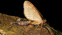 Operophtera brumata - Copula Close-up of this copula:<br />
https://www.jungledragon.com/image/104747/operophtera_brumata_-_copula_open.html<br />
Copulation,Geometridae,Jane's garden,Larentiinae,Lepidoptera,Operophtera,Operophtera brumata,Operophterini,Winter moth,nl: Kleine wintervlinder