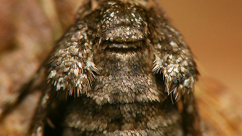 Operophtera brumata - Detail of scales Close-up showing (sort of) the shape of the scales Geometridae,Jane's garden,Larentiinae,Lepidoptera,Operophtera,Operophtera brumata,Operophterini,Winter moth,nl: Kleine wintervlinder