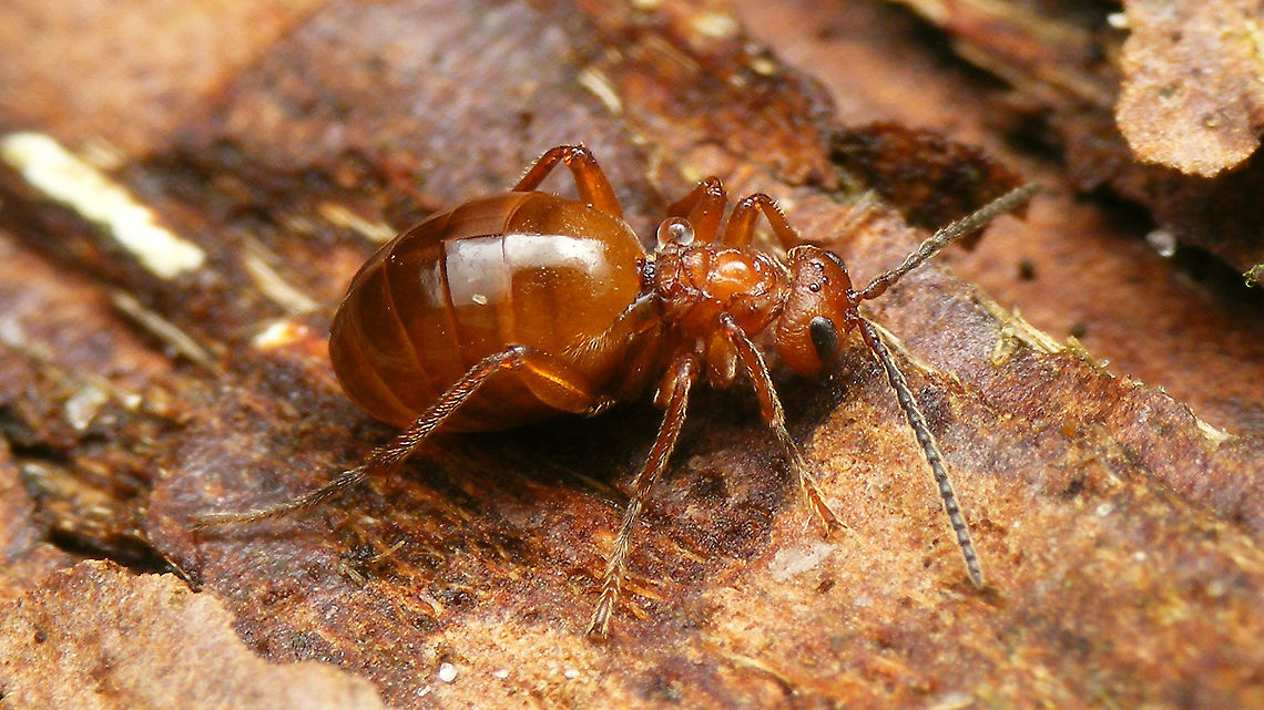 Biorhiza pallida - Female Various of these about in the garden tonight :o) Agamic,Agamous generation,Biorhiza,Biorhiza pallida,Cynipidae,Cynipini,Hymenoptera,Jane's garden,nl: Aardappelgalwesp