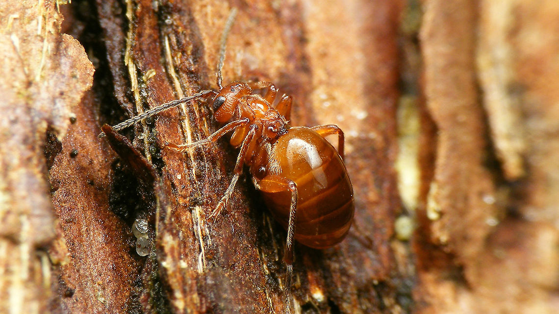 Biorhiza pallida Various of these about in the garden tonight :o) Agamic,Agamous generation,Biorhiza,Biorhiza pallida,Cynipidae,Cynipini,Hymenoptera,Jane's garden,nl: Aardappelgalwesp