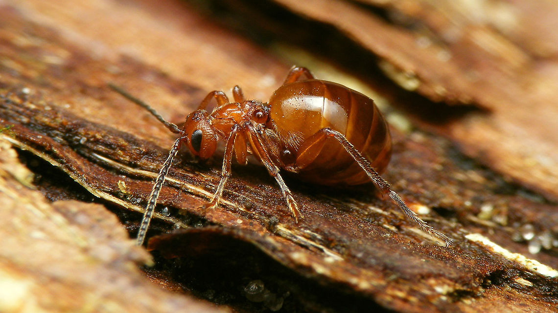 Biorhiza pallida - Lateral Various of these about in the garden tonight :o) Agamic,Agamous generation,Biorhiza,Biorhiza pallida,Cynipidae,Cynipini,Hymenoptera,Jane's garden,nl: Aardappelgalwesp