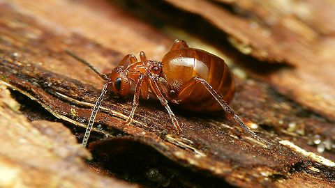 Biorhiza pallida - Lateral Various of these about in the garden tonight :o) Agamic,Agamous generation,Biorhiza,Biorhiza pallida,Cynipidae,Cynipini,Hymenoptera,Jane's garden,nl: Aardappelgalwesp
