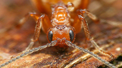 Biorhiza pallida - Portrait Various of these about in the garden tonight :o) Agamic,Agamous generation,Biorhiza,Biorhiza pallida,Cynipidae,Cynipini,Hymenoptera,Jane's garden,compound eyes,nl: Aardappelgalwesp