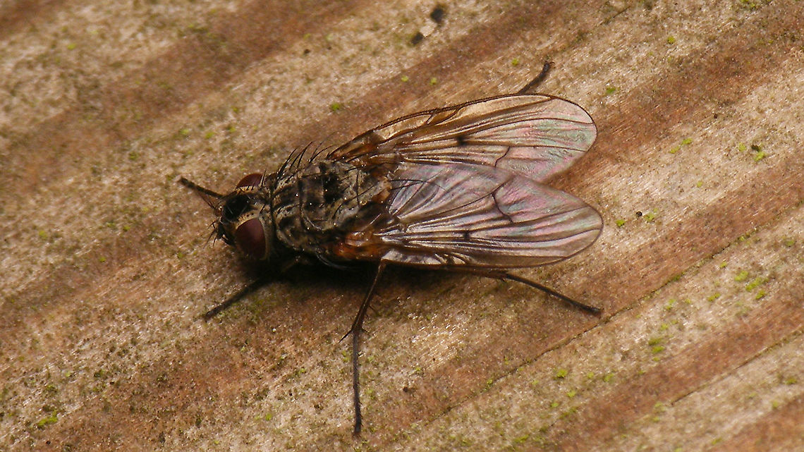 Phaonia tuguriorum Hasty snapshot - never expected to be able to find a name for it, but this very common species seems to be fairly recognizable/id-able :o) Jane's garden,Muscidae,Phaonia,Phaonia tuguriorum