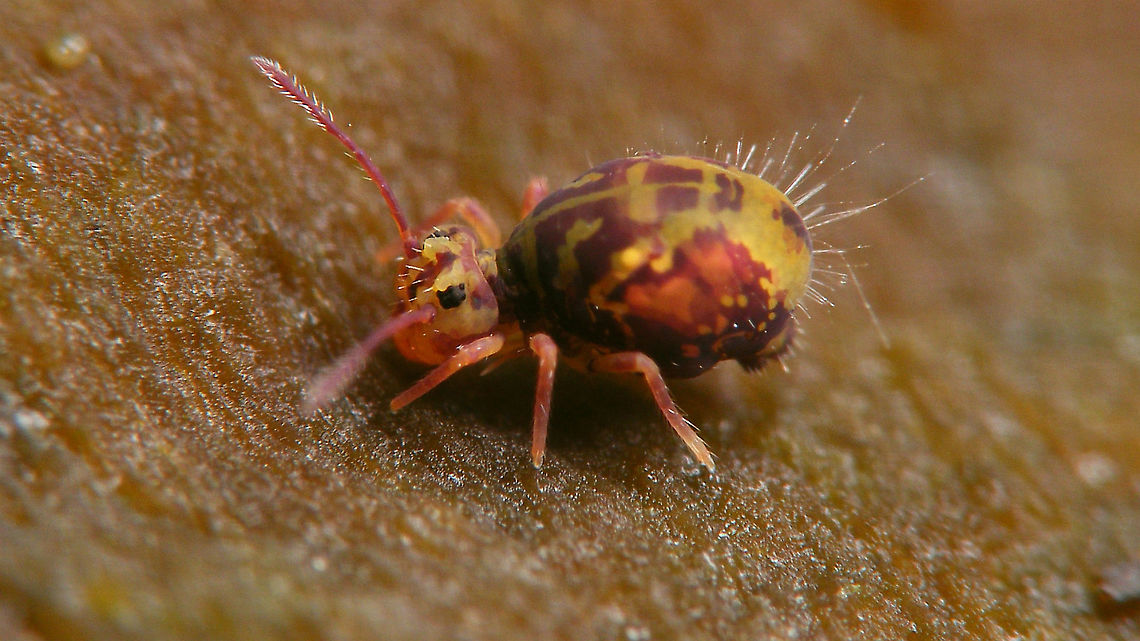 Dicyrtomina ornata Close-up of eyes:<br />
<figure class="photo"><a href="https://www.jungledragon.com/image/104796/dicyrtomina_ornata_-_eyes.html" title="Dicyrtomina ornata - Eyes"><img src="https://s3.amazonaws.com/media.jungledragon.com/images/3043/104796_thumb.jpg?AWSAccessKeyId=05GMT0V3GWVNE7GGM1R2&Expires=1767225610&Signature=kIRN2zXJzmKelpVO7JjMpxh%2FbWA%3D" width="200" height="114" alt="Dicyrtomina ornata - Eyes Close-ups of eyes of this specimen:<br />
https://www.jungledragon.com/image/104755/dicyrtomina_ornata.html Collembola,Dicyrtomidae,Dicyrtomina,Dicyrtomina ornata,Jane&#039;s garden,Symphypleona" /></a></figure> Collembola,Dicyrtomidae,Dicyrtomina,Dicyrtomina ornata,Jane's garden,Symphypleona