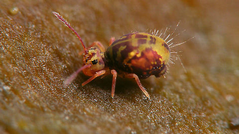 Dicyrtomina ornata Close-up of eyes:
https://www.jungledragon.com/image/104796/dicyrtomina_ornata_-_eyes.html Collembola,Dicyrtomidae,Dicyrtomina,Dicyrtomina ornata,Jane's garden,Symphypleona