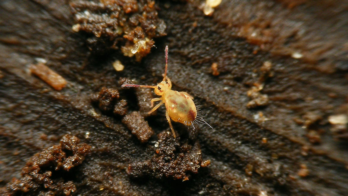 Dicyrtomina saundersi  Collembola,Dicyrtomidae,Dicyrtomina,Dicyrtomina saundersi,Jane's garden,Symphypleona