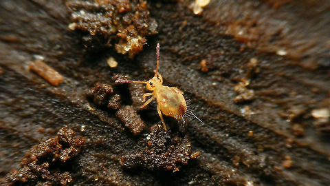 Dicyrtomina saundersi  Collembola,Dicyrtomidae,Dicyrtomina,Dicyrtomina saundersi,Jane's garden,Symphypleona
