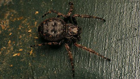 Nuctenea umbratica - Dark specimen  Aranea,Araneidae,Jane's garden,Nuctenea,Nuctenea umbratica,Walnut Orb-weaver,nl: Platte wielwebspin
