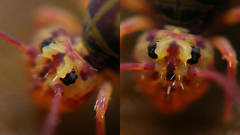 Dicyrtomina ornata - Eyes Close-ups of eyes of this specimen:
https://www.jungledragon.com/image/104755/dicyrtomina_ornata.html Collembola,Dicyrtomidae,Dicyrtomina,Dicyrtomina ornata,Jane's garden,Symphypleona