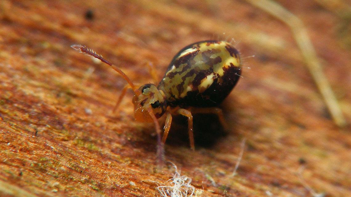 Dicyrtomina saundersi - Dark specimen  Collembola,Dicyrtomidae,Dicyrtomina,Dicyrtomina saundersi,Jane's garden,Symphypleona