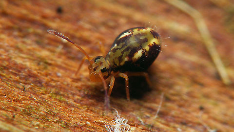 Dicyrtomina saundersi - Dark specimen  Collembola,Dicyrtomidae,Dicyrtomina,Dicyrtomina saundersi,Jane's garden,Symphypleona