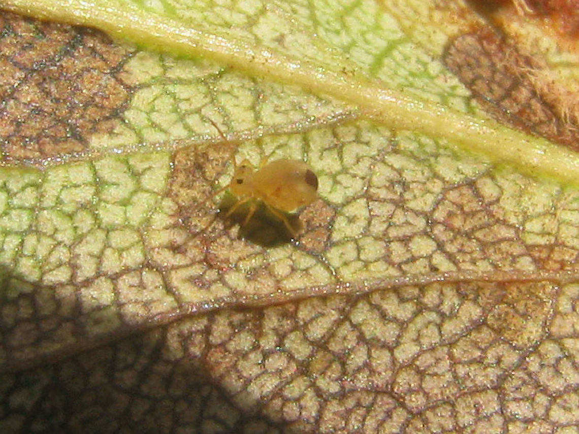 Dicyrtomina minuta Quick &amp; dirty upload of an older image (without much digging through images) of what I'm pretty sure should be a proper D. minuta, but I'll check with some folk that actually _do_ know their Springtails ;o)<br />
Update: Confirmed by Jan van Duinen (thanks Jan!) Collembola,Dicyrtomidae,Dicyrtomina,Dicyrtomina minuta,Dicyrtominae,Geotagged,Netherlands,Symphypleona