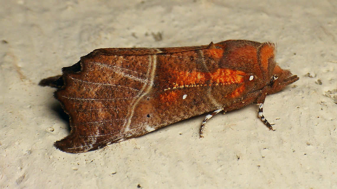 Scoliopteryx libatrix - Overwintering in Bunker About some 20-30 of these sitting on the walls of a room inside the old German WW2 bunker &quot;Wassermann&quot; on the Dutch island Schiermonnikoog. Erebidae,Geotagged,Netherlands,Noctuoidea,Schiermonnikoog,Scoliopteryginae,Scoliopterygini,Scoliopteryx,Scoliopteryx libatrix,The herald,nl: Roesje