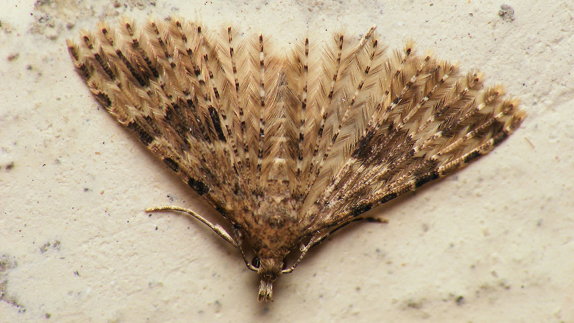 Alucita hexadactyla - Overwintering in bunker Some 100 or so of these sitting on the walls of a room inside the old German WW2 bunker &quot;Wassermann&quot; on the Dutch island Schiermonnikoog. Alucita,Alucita hexadactyla,Alucitidae,Geotagged,Lepidoptera,Netherlands,Schiermonnikoog,Twenty-plume Moth,nl: Waaiermot