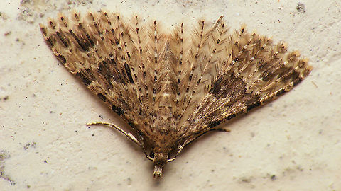 Alucita hexadactyla - Overwintering in bunker Some 100 or so of these sitting on the walls of a room inside the old German WW2 bunker "Wassermann" on the Dutch island Schiermonnikoog. Alucita,Alucita hexadactyla,Alucitidae,Geotagged,Lepidoptera,Netherlands,Schiermonnikoog,Twenty-plume Moth,nl: Waaiermot