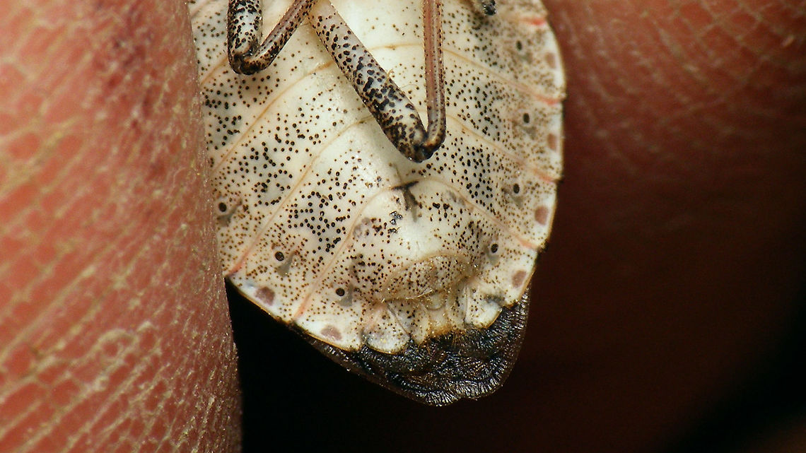 Halyomorpha halys - Female terminalia Upskirt image of this here lady:<br />
<figure class="photo"><a href="https://www.jungledragon.com/image/105299/halyomorpha_halys_-_female.html" title="Halyomorpha halys - Female"><img src="https://s3.amazonaws.com/media.jungledragon.com/images/3043/105299_thumb.jpg?AWSAccessKeyId=05GMT0V3GWVNE7GGM1R2&Expires=1767225610&Signature=OCQ4p4qDNQX8IVd%2BeY8a30iPOVI%3D" width="200" height="114" alt="Halyomorpha halys - Female Female H. halys found on indoors on the wall of a 12th floor apartment (put it on some bark for a nicer background)<br />
Same 12th floor apartment as last year:<br />
https://www.jungledragon.com/image/84470/halyomorpha_halys.html<br />
Somewhat surprising to me that these try to find their winter quarters so high up.<br />
This time I took a quick &quot;upskirt&quot; image to detemine the sex ... it&#039;s a girl! <br />
https://www.jungledragon.com/image/105298/dscf0139_hd.html Brown marmorated stink bug,Cappaeini,Geotagged,Halyomorpha,Halyomorpha halys,Netherlands,Pentatomidae,Pentatominae,Pentatomoidea,invasive species,nl: Bruingemarmerde schildwants" /></a></figure> Brown marmorated stink bug,Cappaeini,Geotagged,Halyomorpha,Halyomorpha halys,Netherlands,Pentatomidae,Pentatominae,Pentatomoidea,Terminalia,invasive species,nl: Bruingemarmerde schildwants