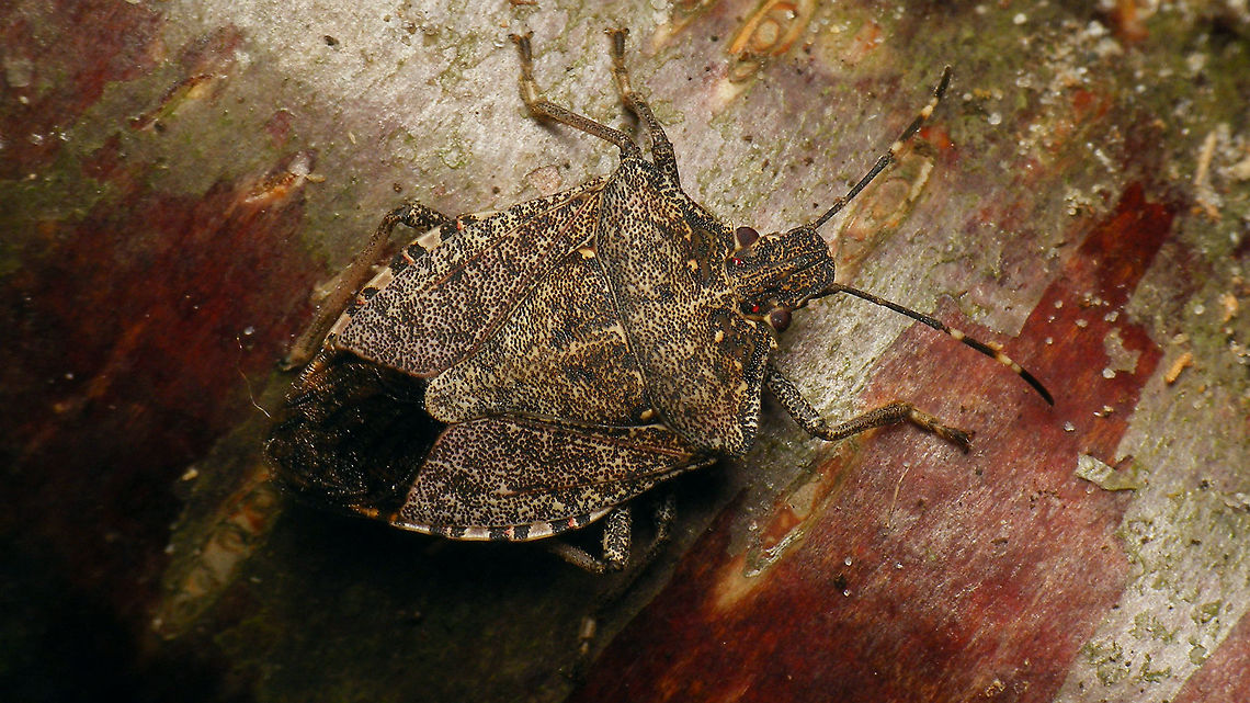 Halyomorpha halys - Female Female H. halys found on indoors on the wall of a 12th floor apartment (put it on some bark for a nicer background)<br />
Same 12th floor apartment as last year:<br />
<figure class="photo"><a href="https://www.jungledragon.com/image/84470/halyomorpha_halys.html" title="Halyomorpha halys"><img src="https://s3.amazonaws.com/media.jungledragon.com/images/3043/84470_thumb.jpg?AWSAccessKeyId=05GMT0V3GWVNE7GGM1R2&Expires=1767225610&Signature=8j9OGP7ODQBuMAJNPorYnUxSOj4%3D" width="200" height="114" alt="Halyomorpha halys Being a very recent arrival in the Netherlands this was one of the first twenty or so registered observations, but expansion is swift with ample evidence of procreation in the Netherlands too, especially this last summer (2019).<br />
I was somewhat (pleasantly) surprised to find this one in a hollow wall that I took down while doing some construction work - already seeking out a spot to hide for winter in august?<br />
Image used for article on Vroege Vogels website:<br />
https://www.bnnvara.nl/vroegevogels/artikelen/help-mee-met-zoeken-naar-schadelijke-schildwants Brown marmorated stink bug,Cappaeini,Geotagged,Halyomorpha,Halyomorpha halys,Netherlands,Pentatomidae,Pentatominae,Pentatomoidea,invasive species,nl: Bruingemarmerde schildwants" /></a></figure><br />
Somewhat surprising to me that these try to find their winter quarters so high up.<br />
This time I took a quick &quot;upskirt&quot; image to detemine the sex ... it&#039;s a girl! <br />
<figure class="photo"><a href="https://www.jungledragon.com/image/105298/halyomorpha_halys_-_female_terminalia.html" title="Halyomorpha halys - Female terminalia"><img src="https://s3.amazonaws.com/media.jungledragon.com/images/3043/105298_thumb.jpg?AWSAccessKeyId=05GMT0V3GWVNE7GGM1R2&Expires=1767225610&Signature=vVBVmocE4clSq5qn%2FGUeVTq3vg8%3D" width="200" height="114" alt="Halyomorpha halys - Female terminalia Upskirt image of this here lady:<br />
https://www.jungledragon.com/image/105299/dscf0163_hd.html Brown marmorated stink bug,Cappaeini,Geotagged,Halyomorpha,Halyomorpha halys,Netherlands,Pentatomidae,Pentatominae,Pentatomoidea,Terminalia,invasive species,nl: Bruingemarmerde schildwants" /></a></figure> Brown marmorated stink bug,Cappaeini,Geotagged,Halyomorpha,Halyomorpha halys,Netherlands,Pentatomidae,Pentatominae,Pentatomoidea,invasive species,nl: Bruingemarmerde schildwants