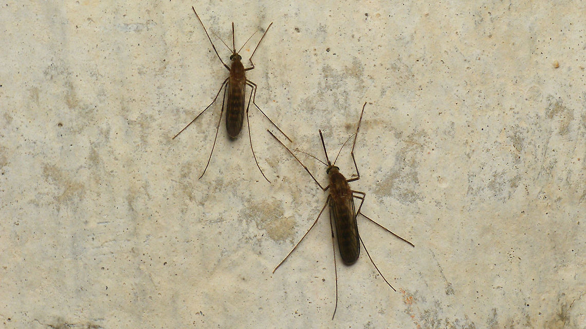 Skeeters Hundreds of these skeeters on the walls of a moist room inside the old German WW2 bunker "Wassermann" on the Dutch island Schiermonnikoog.<br />
Possibly Culex pipiens? (Update: Yup - confirmed at <a href="https://waarneming.nl/observation/204074285/" rel="nofollow">https://waarneming.nl/observation/204074285/</a> ) Common House Mosquito,Culex,Culex pipiens,Culicidae,Geotagged,Mosquito,Nematocera,Netherlands,Schiermonnikoog,nl: Gewone steekmug