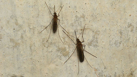 Skeeters Hundreds of these skeeters on the walls of a moist room inside the old German WW2 bunker "Wassermann" on the Dutch island Schiermonnikoog.
Possibly Culex pipiens? (Update: Yup - confirmed at https://waarneming.nl/observation/204074285/ ) Common House Mosquito,Culex,Culex pipiens,Culicidae,Geotagged,Mosquito,Nematocera,Netherlands,Schiermonnikoog,nl: Gewone steekmug