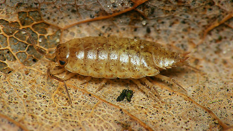 Common Striped Woodlouse