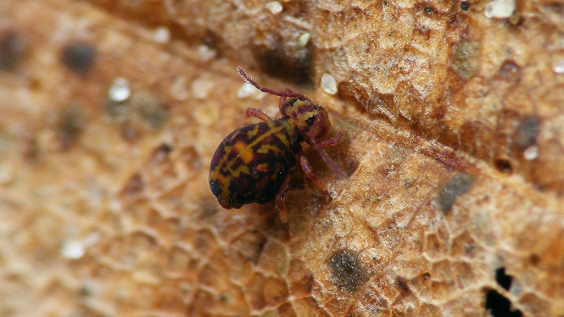 Dicyrtomina ornata Not the best image, but &quot;had to&quot; add the species for Schier ;o) Collembola,Dicyrtomidae,Dicyrtomina,Dicyrtomina ornata,Geotagged,Netherlands,Schiermonnikoog,Symphypleona