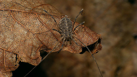 Opilio saxatilis - Female  Geotagged,Netherlands,Opilio,Opilio saxatilis,Opiliones,Phalangiidae,Schiermonnikoog